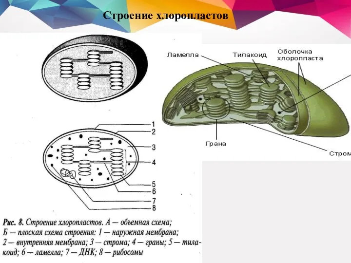 Строение хлоропластов