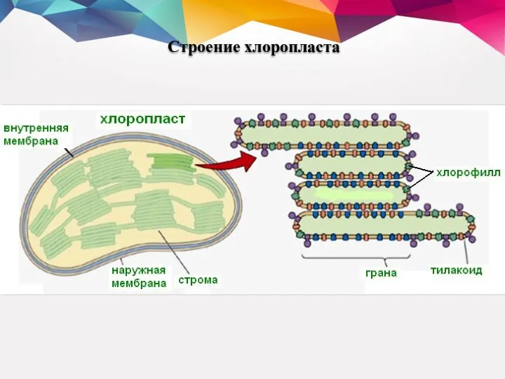 Строение хлоропласта