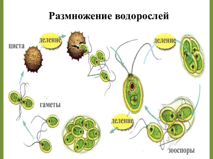 Жизненный цикл хламидомонады Размножение водорослей