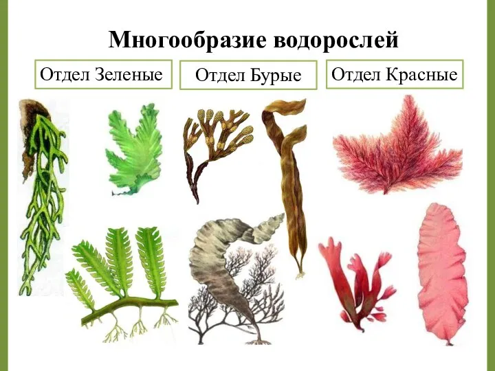 Многообразие водорослей Отдел Зеленые Отдел Бурые Отдел Красные