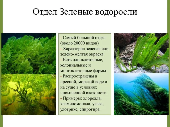 Отдел Зеленые водоросли