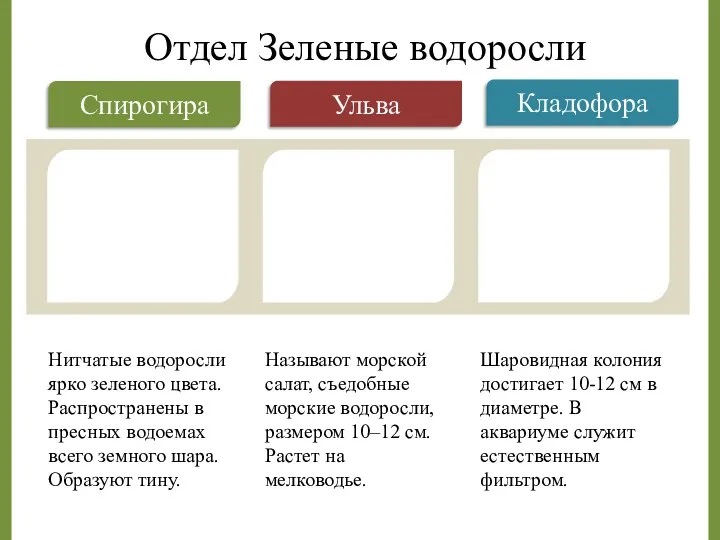 Нитчатые водоросли ярко зеленого цвета. Распространены в пресных водоемах всего