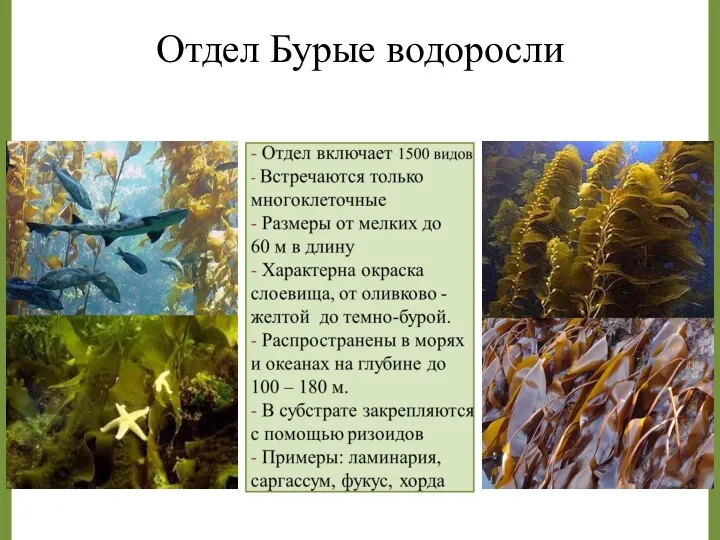 Отдел Бурые водоросли