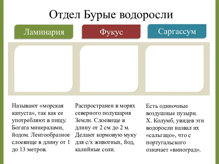 Называют «морская капуста», так как ее употребляют в пищу. Богата