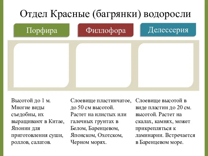 Высотой до 1 м. Многие виды съедобны, их выращивают в