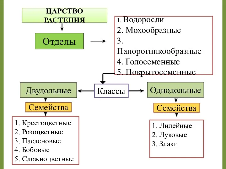 ЦАРСТВО РАСТЕНИЯ 1. Водоросли 2. Мохообразные 3. Папоротникообразные 4. Голосеменные