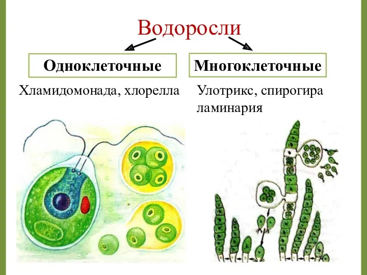 Водоросли Хламидомонада, хлорелла Улотрикс, спирогира ламинарияя Многоклеточные Одноклеточные