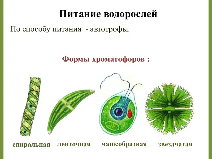 Питание водорослей По способу питания - автотрофы. спиральная ленточная звездчатая чашеобразная Формы хроматофоров :