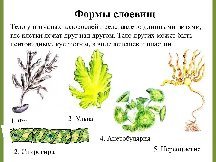 Тело у нитчатых водорослей представлено длинными нитями, где клетки лежат