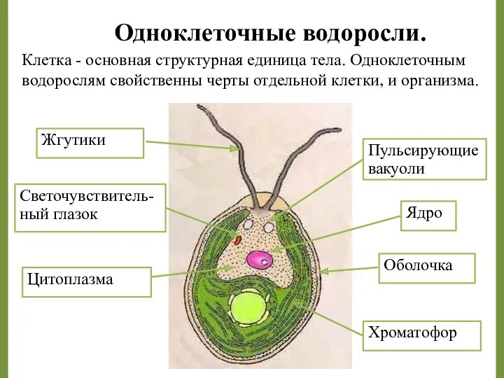 Жгутики Ядро Хроматофор Светочувствитель-ный глазок Пульсирующие вакуоли Цитоплазма Оболочка Одноклеточные