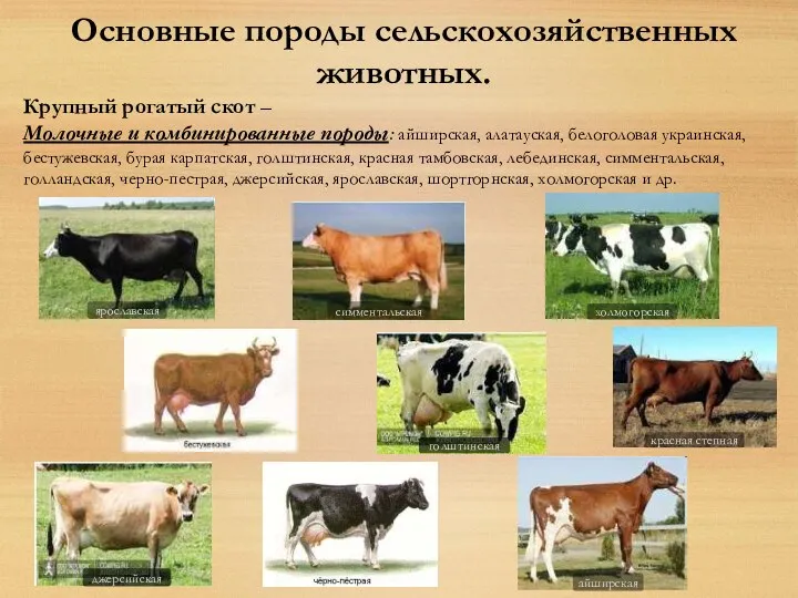 Основные породы сельскохозяйственных животных. Крупный рогатый скот – Молочные и комбинированные породы: айширская,