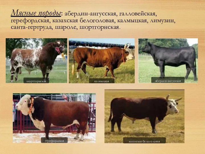 Мясные породы: абердин-ангусская, галловейская, герефордская, казахская белоголовая, калмыцкая, лимузин, санта-гертруда, шароле, шортгорнская.