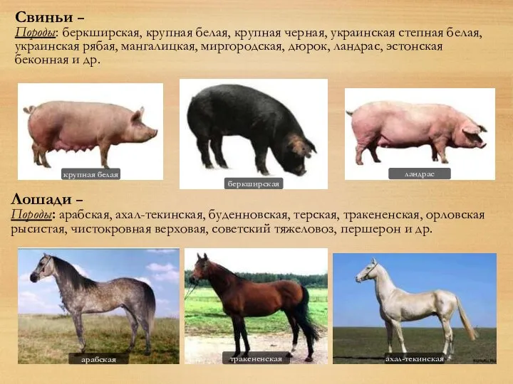 Свиньи – Породы: беркширская, крупная белая, крупная черная, украинская степная белая, украинская рябая,