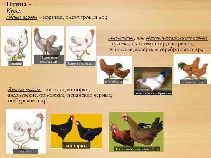 Птица – Куры: мясные породы – корниш, плимутрок, и др.; мясо-яичные, или общепользовательские