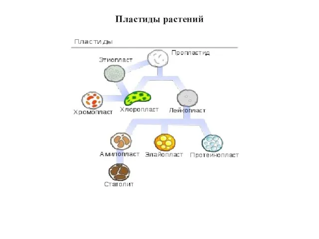 Пластиды растений