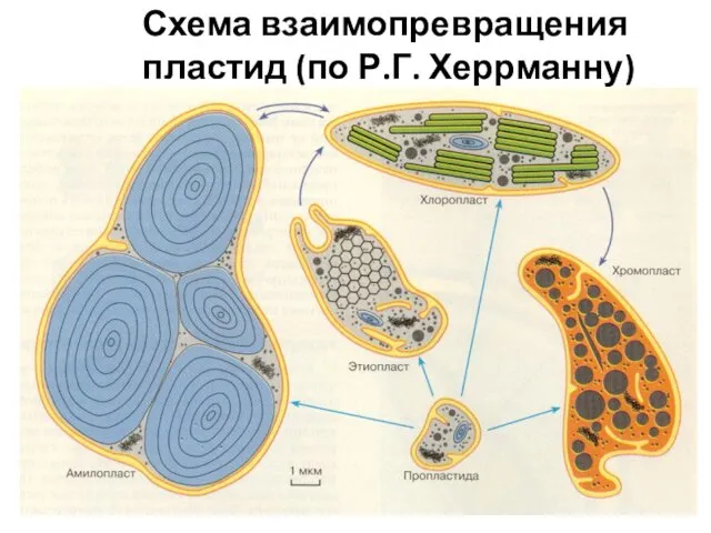 Схема взаимопревращения пластид (по Р.Г. Херрманну)