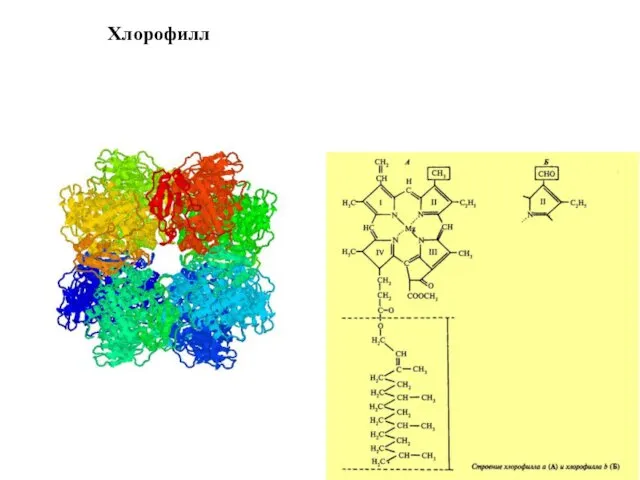 Хлорофилл