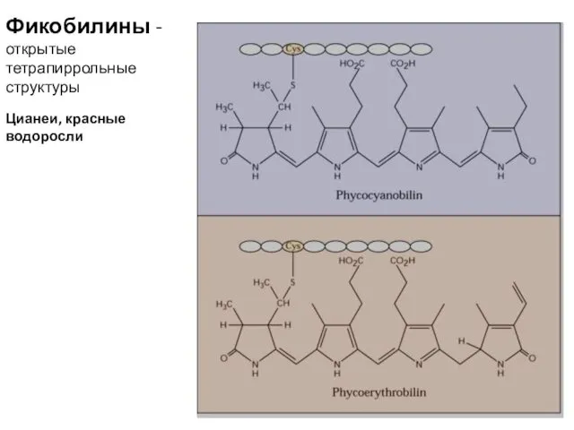 Фикобилины - открытые тетрапиррольные структуры Цианеи, красные водоросли