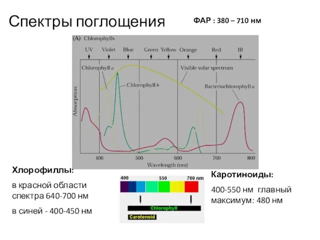 Спектры поглощения ФАР : 380 – 710 нм Каротиноиды: 400-550