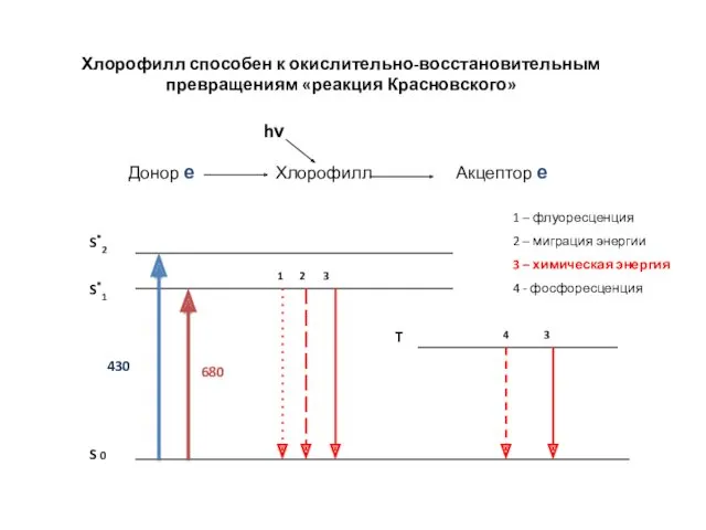 Хлорофилл способен к окислительно-восстановительным превращениям «реакция Красновского» 1 – флуоресценция