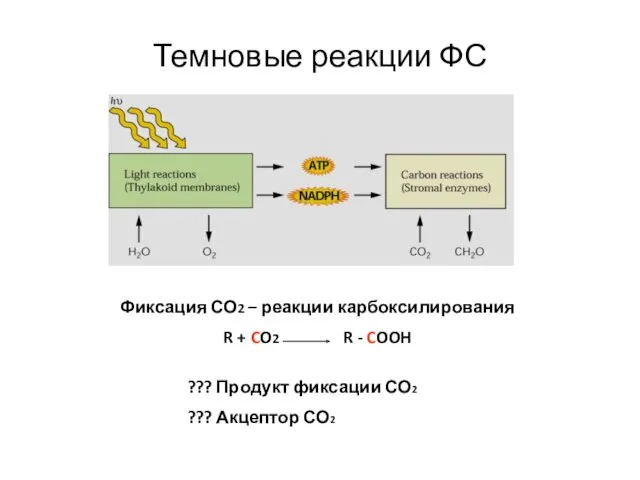 Темновые реакции ФС Фиксация СО2 – реакции карбоксилирования R +