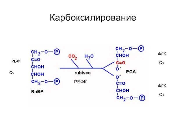 Карбоксилирование ФГК РБФ ФГК С5 С3 С3 РБФК