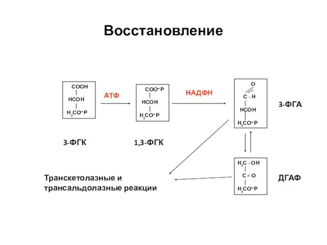 Восстановление СООН НСОН Н2СО~Р СОО~Р НСОН Н2СО~Р О С -