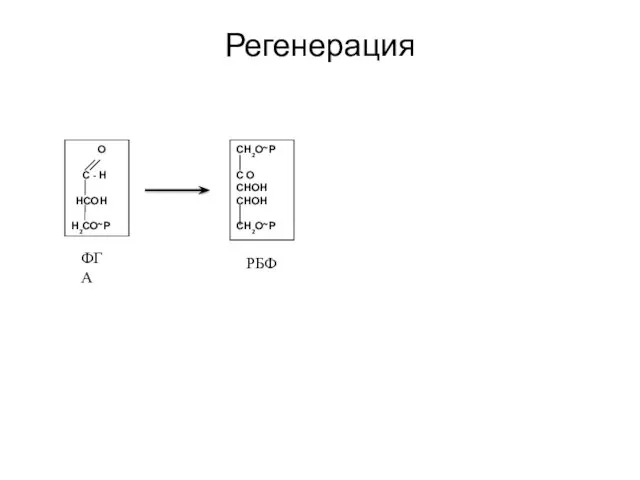 Регенерация О С - Н НСОН Н2СО~Р ФГА СН2О~Р С О СНОН СНОН СН2О~Р РБФ