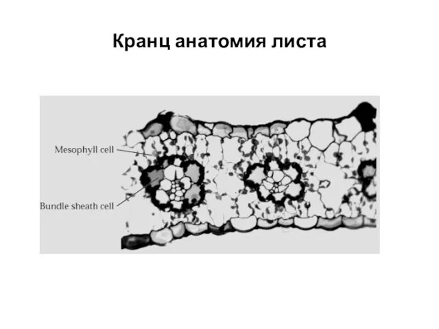 Кранц анатомия листа