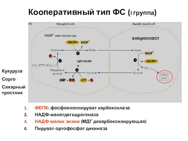 Кооперативный тип ФС (I группа) ФЕПК: фосфоенолпируват карбоксилаза НАДФ-малатдегидрогеназа НАДФ-малик