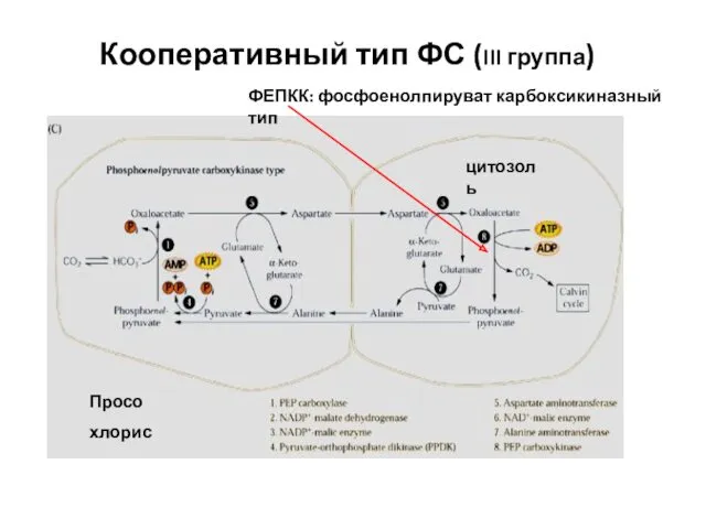 Кооперативный тип ФС (III группа) Просо хлорис ФЕПКК: фосфоенолпируват карбоксикиназный тип цитозоль