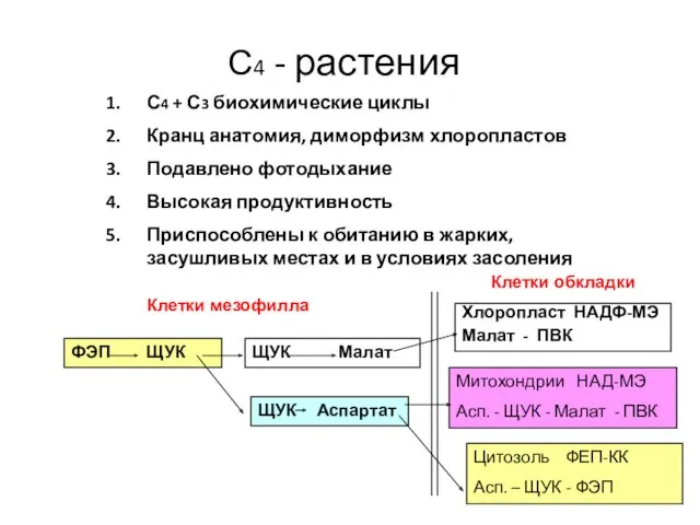 С4 - растения С4 + С3 биохимические циклы Кранц анатомия,