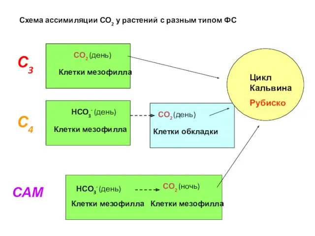 САМ С3 С4 СО2 (день) НСО3- (день) СО2 (ночь) Клетки