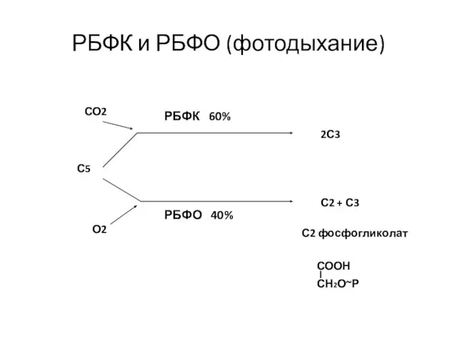 РБФК и РБФО (фотодыхание) С5 СО2 О2 2С3 С2 +