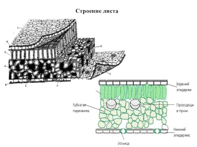 Строение листа