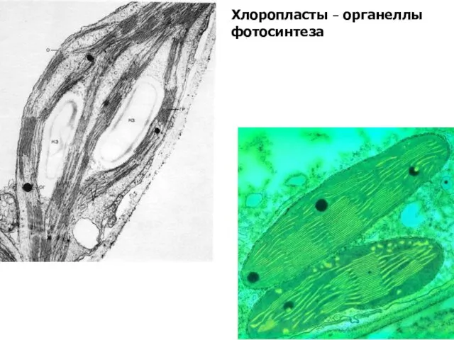 Хлоропласты – органеллы фотосинтеза