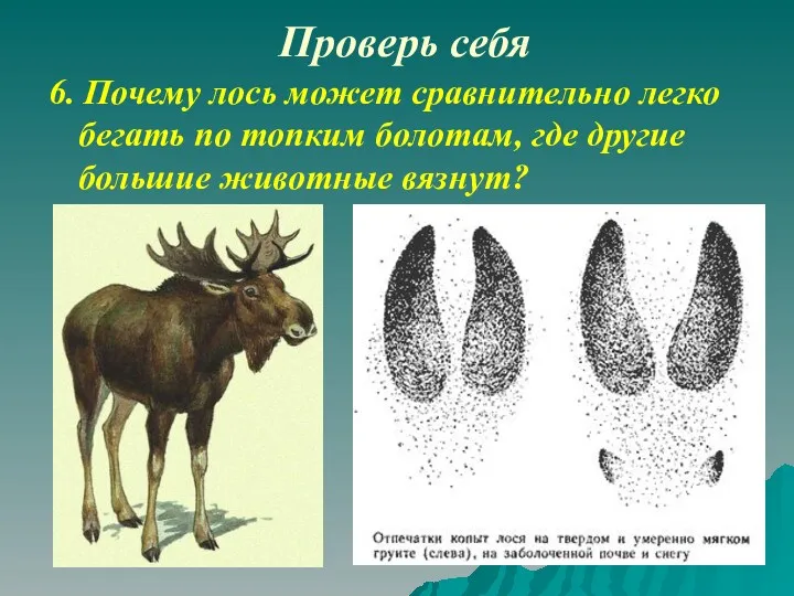 Проверь себя 6. Почему лось может сравнительно легко бегать по