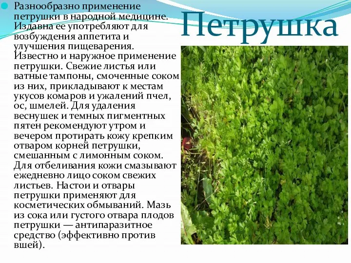 Петрушка Разнообразно применение петрушки в народной медицине. Издавна ее употребляют