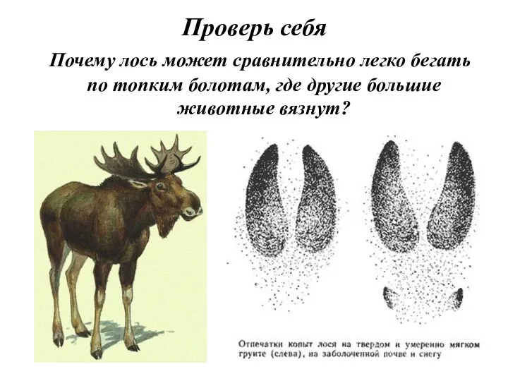 Проверь себя Почему лось может сравнительно легко бегать по топким болотам, где другие большие животные вязнут?