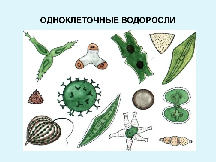 ОДНОКЛЕТОЧНЫЕ ВОДОРОСЛИ