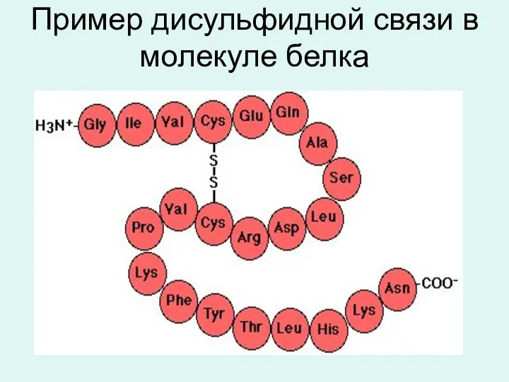 Пример дисульфидной связи в молекуле белка