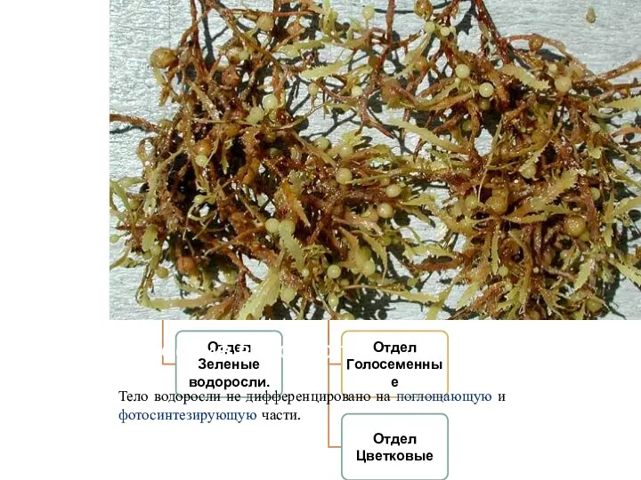 Тело водоросли не дифференцировано на поглощающую и фотосинтезирующую части. Строение водорослей
