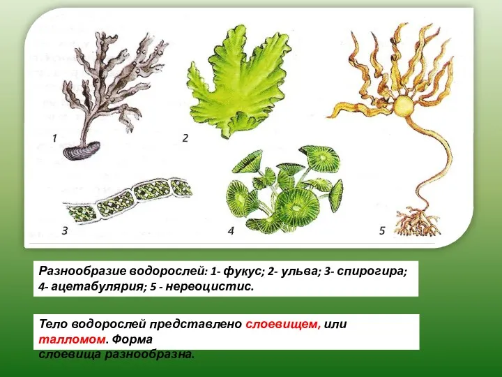 Разнообразие водорослей: 1- фукус; 2- ульва; 3- спирогира; 4- ацетабулярия;