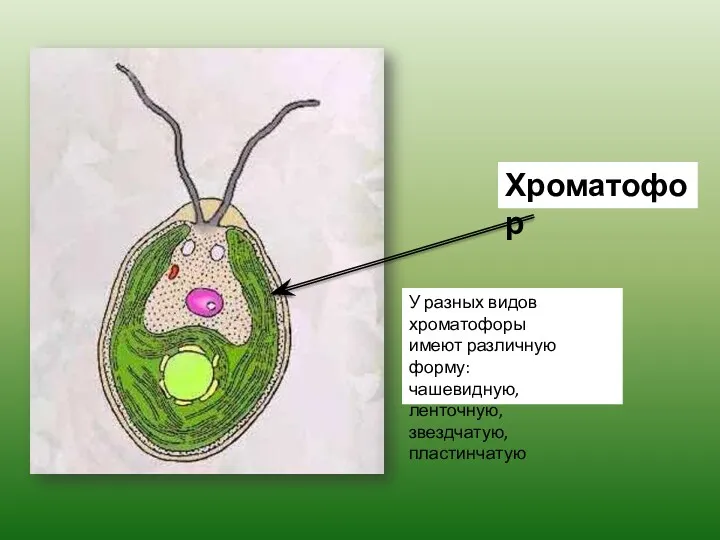 Хроматофор У разных видов хроматофоры имеют различную форму: чашевидную, ленточную, звездчатую, пластинчатую