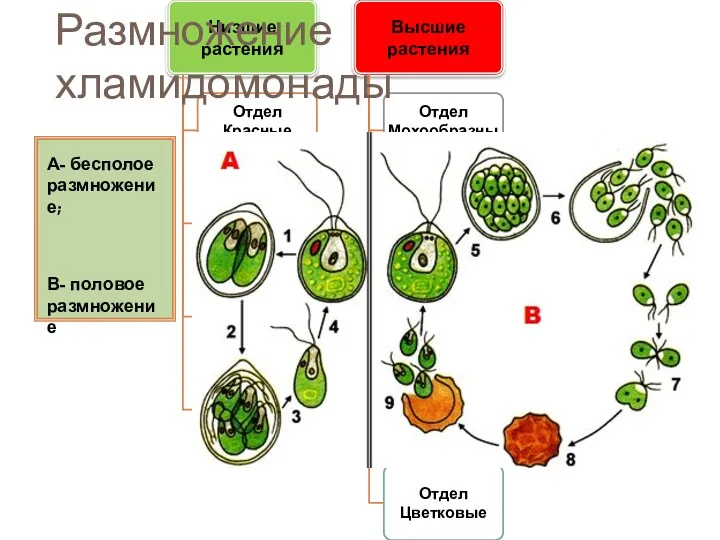 Размножение хламидомонады А- бесполое размножение; В- половое размножение