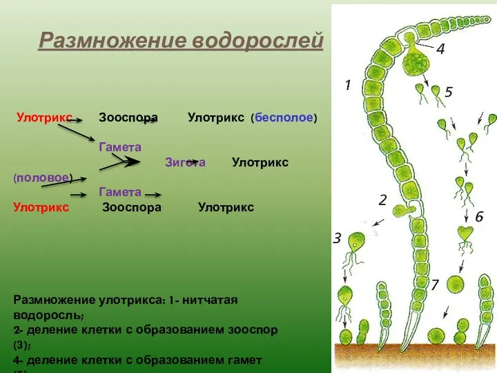 Размножение водорослей Размножение улотрикса: 1- нитчатая водоросль; 2- деление клетки