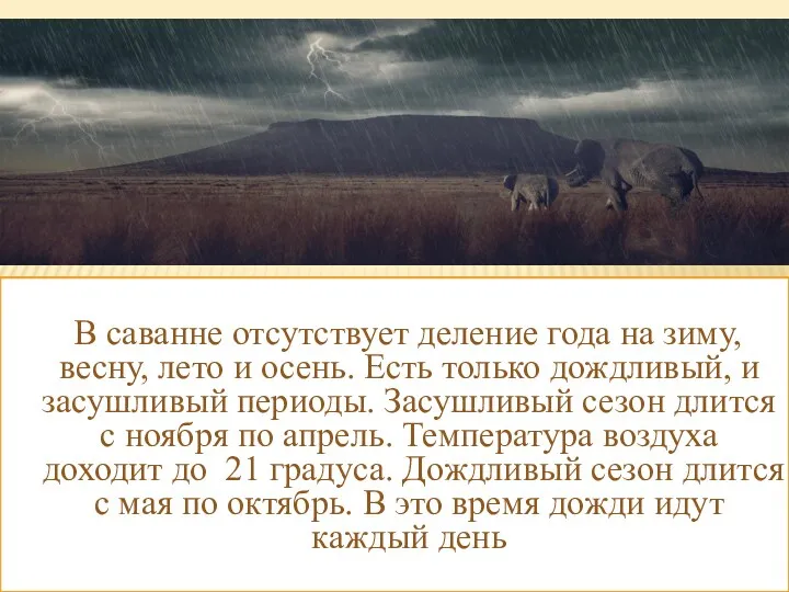 В саванне отсутствует деление года на зиму, весну, лето и