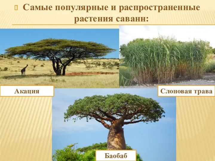 Самые популярные и распространенные растения саванн: Акация Слоновая трава Баобаб