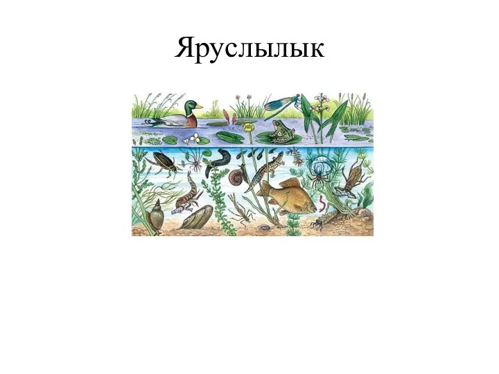 Яруслылык