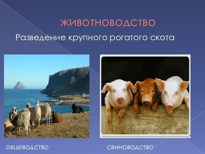животноводство Разведение крупного рогатого скота овцеводство свиноводство